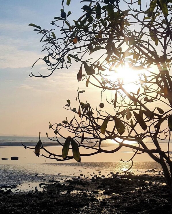 Escena de playa con un árbol en primer plano y el sol poniéndose al fondo.