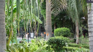 A lush garden with various plants and trees, a neatly trimmed hedge, and a metal fence.