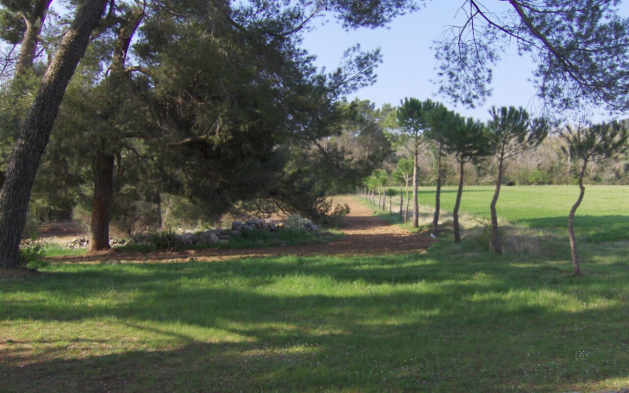 A natural landscape with trees and a dirt path.