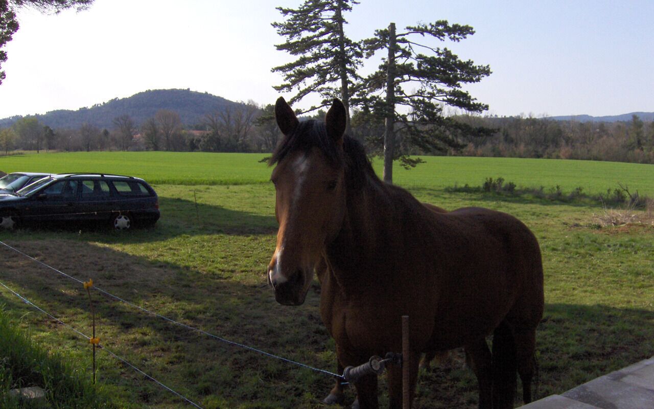 A horse standing in a grassy field with a car and a tree in the background.