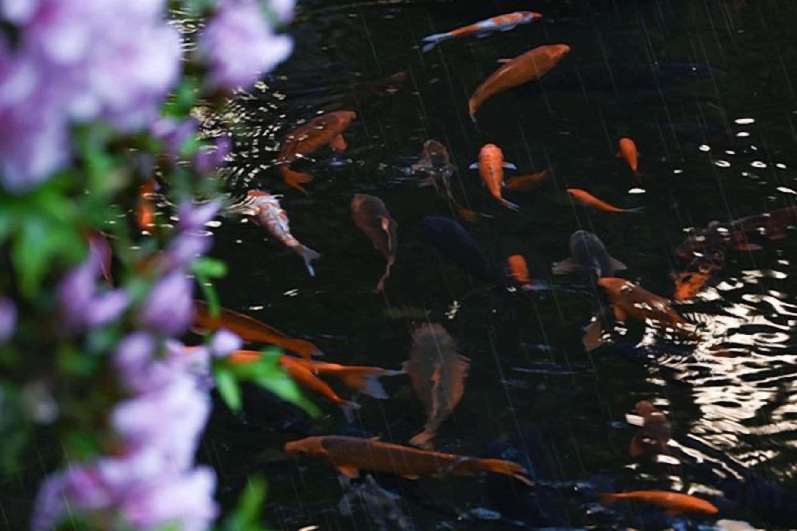 A koi pond with multiple fish, surrounded by foliage.