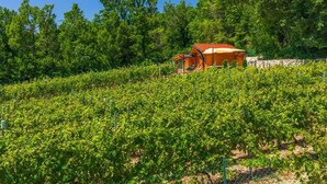 A vineyard with rows of grapevines and a wooden building with a red roof. - Holiday home with hot tub and sun terrace (Grižane)