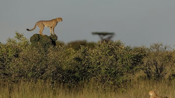 A cheetah on a rock with a savannah landscape in the background.
