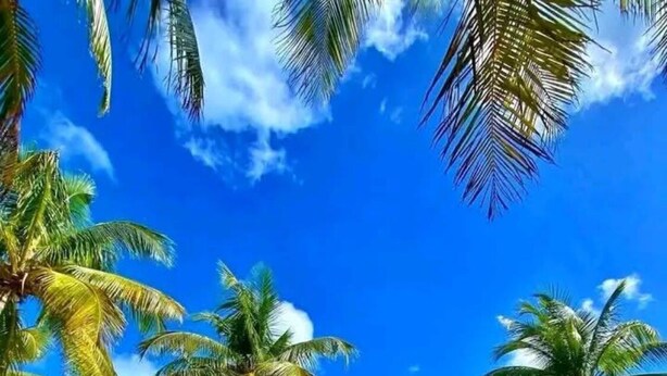 Un sendero de madera que conduce a una playa con palmeras y un cielo azul despejado.