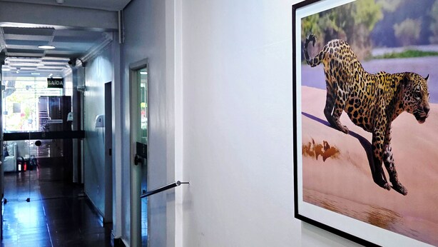 A hallway with a framed picture of a leopard on the wall, a door labeled "SAIOA", and a tiled floor. - Bandeirantes Hotel (Cuiaba)