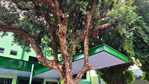 A large tree in front of a building with a green roof and a covered parking area. - Bandeirantes Hotel (Cuiaba)