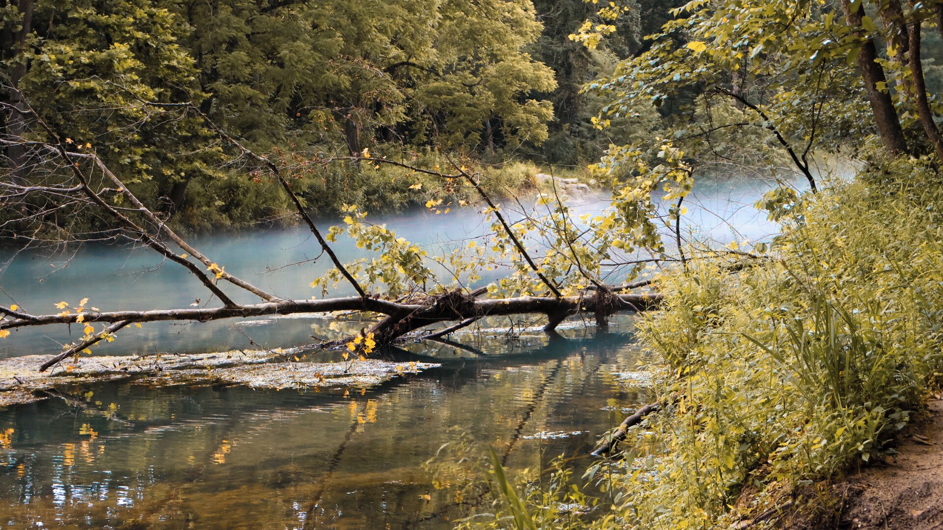 A natural landscape with a fallen tree in a body of water surrounded by trees.