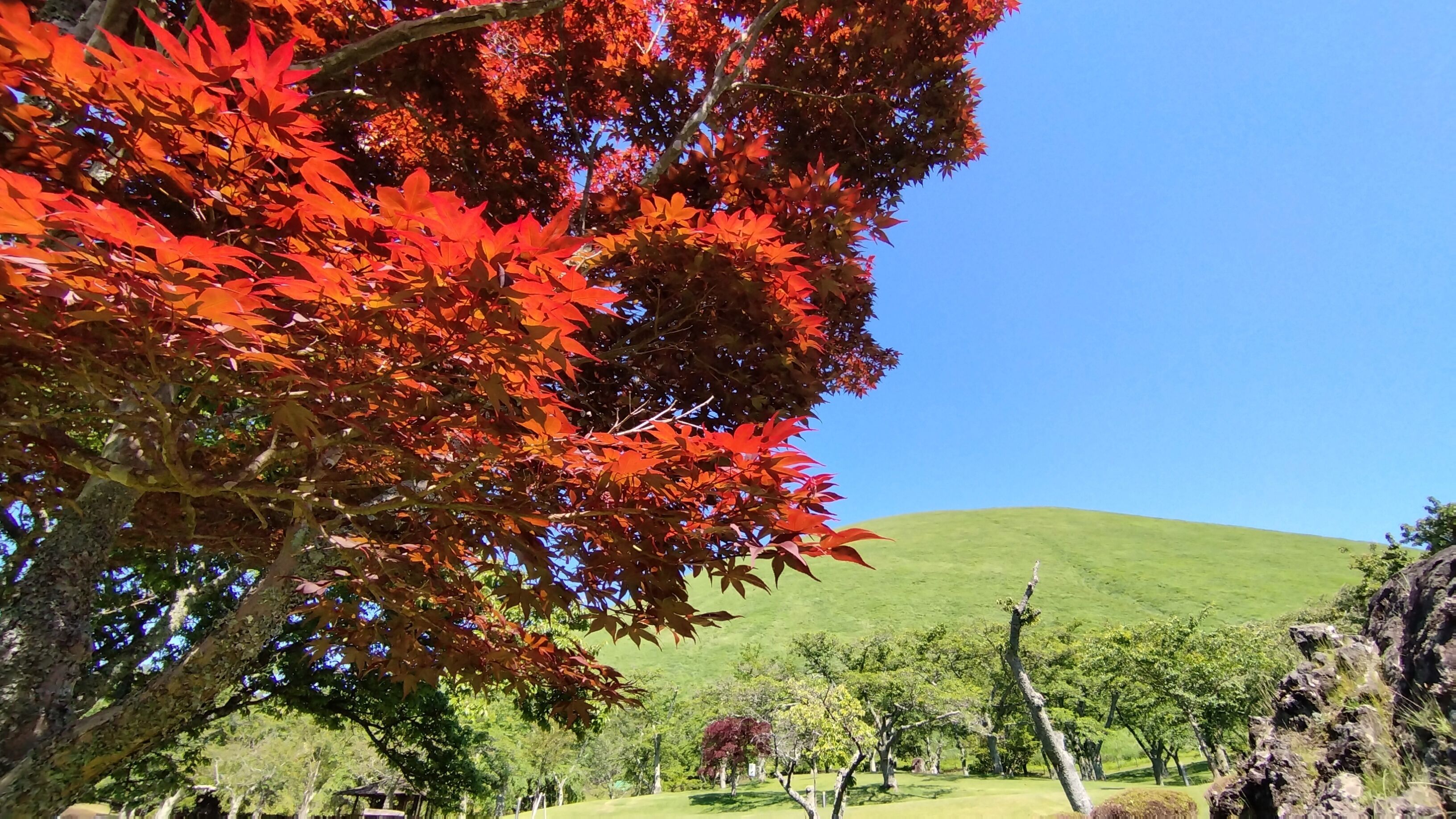 A landscape with a prominent red-leafed tree in the foreground and a green hill in the background.