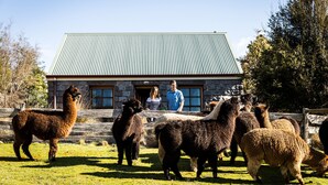 Ein Gebäude aus Stein mit einem Metalldach, umgeben von einem eingezäunten Bereich mit Lamas.