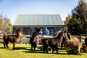 Un bâtiment en pierre surmonté d’un toit en métal, entouré d’un espace clos où se trouvent des lamas.