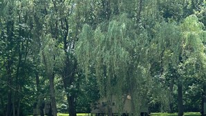 Un espace vert avec de l’herbe, des arbres et un bâtiment en arrière-plan.