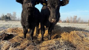 Two black cows standing on a field with hay. - Cozy vacation apartment / fitter's room for 1-6 persons near Berlin FeWo 8. (Liebenwalde)