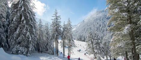 A snowy ski slope with trees and skiers.