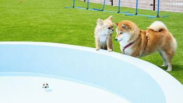 A swimming pool with two dogs on the edge.