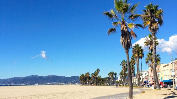 A beach with palm trees and a clear blue sky.