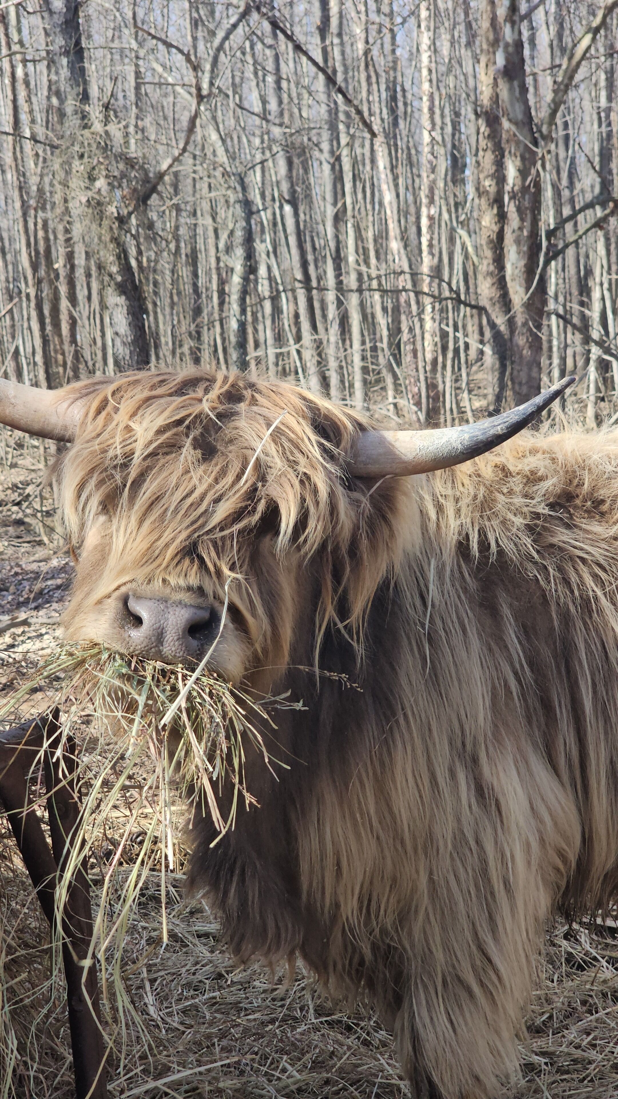 A yak grazing in a natural setting with trees in the background.