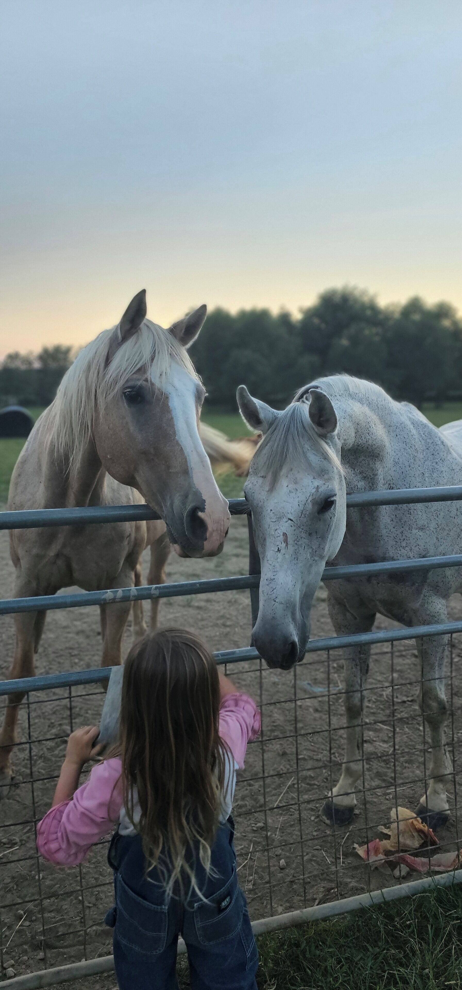 Un bambino accarezza un cavallo attraverso una recinzione.