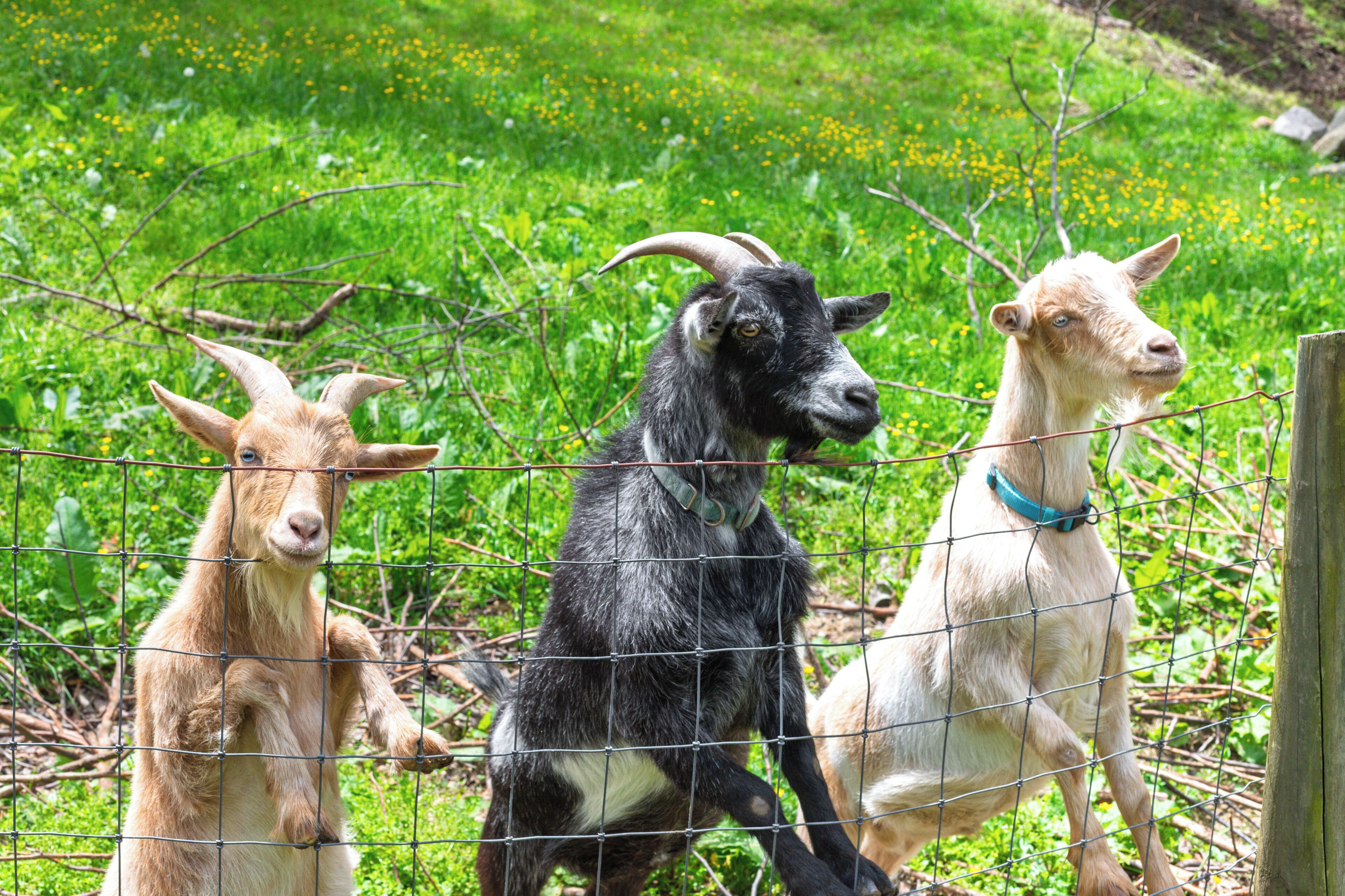 Three goats behind a wire fence in a grassy area.