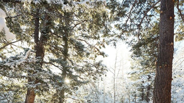 A snow-covered wooden deck with a hot tub, surrounded by trees. - Aspen Hideway · Mountain Modern log Cabin Deck + Hot Tub (Florissant)