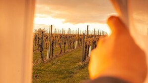 A vineyard with rows of grapevines and a fence. - Romantik zwischen Weinreben - Cube (Roemerberg)