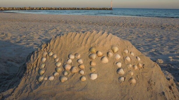 A sandy beach with a mound of seashells. - Cozy log cabin for up to 4 people, free WLAN, fenced property (Damp)