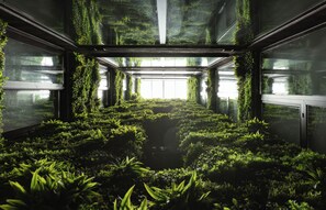 Une serre avec des rangées de plantes et une fontaine centrale.