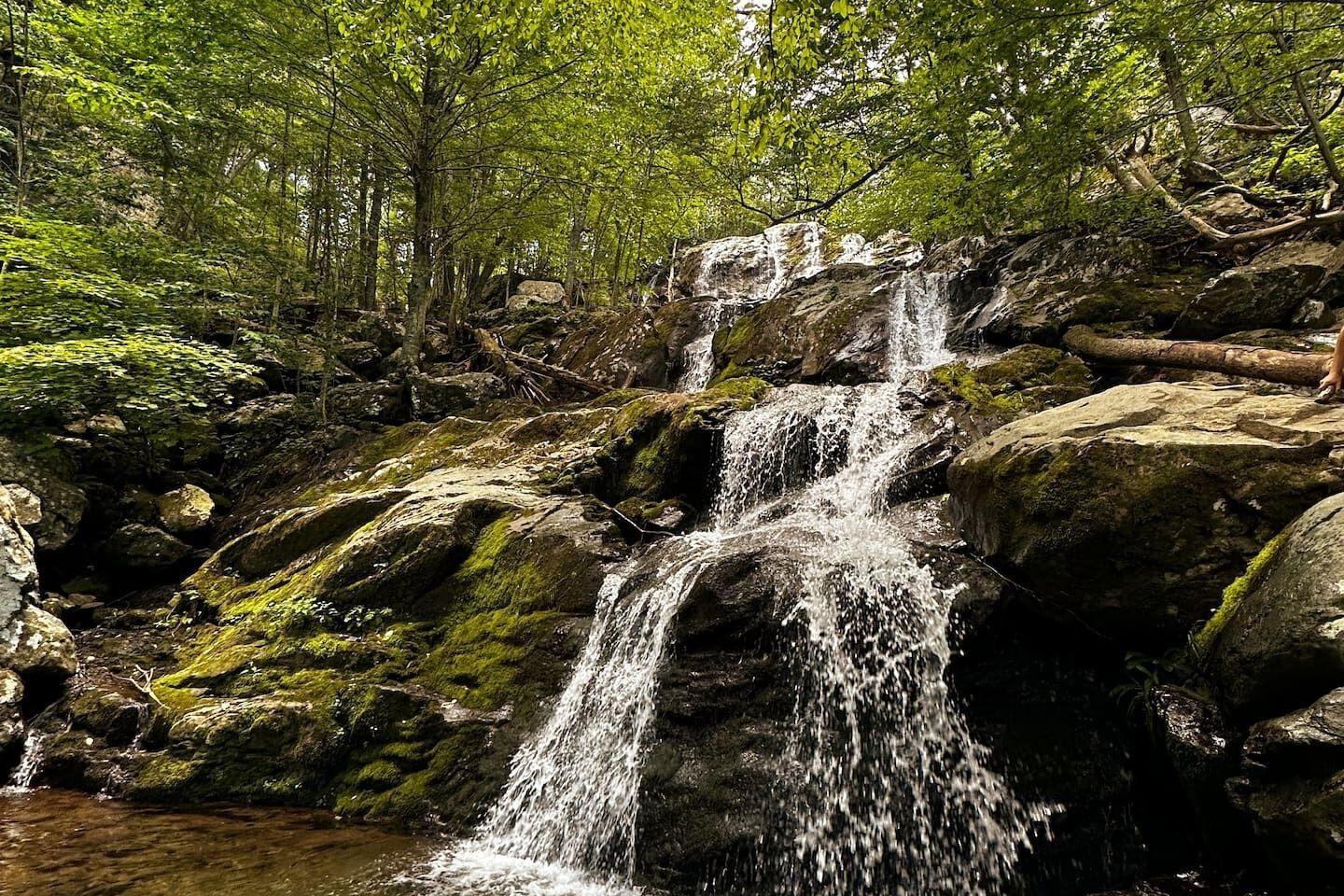 Una cascada se precipita sobre rocas cubiertas de musgo en un área boscosa.