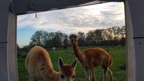 A view through a window of a grassy field with two llamas and a few sheep, with trees in the background. - Alpaka Dream Unique Stay - Cube (Hohenbucko)