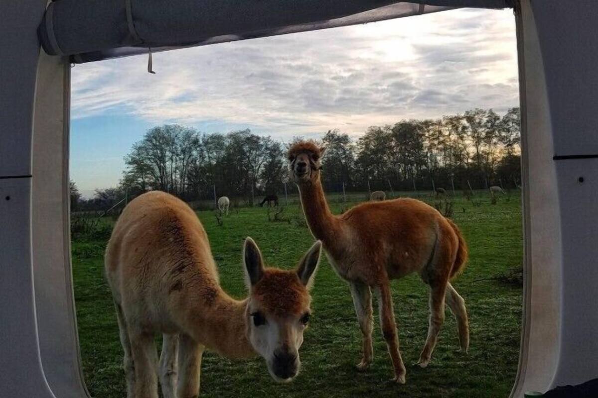 A view through a window of a grassy field with two llamas and a few sheep, with trees in the background.