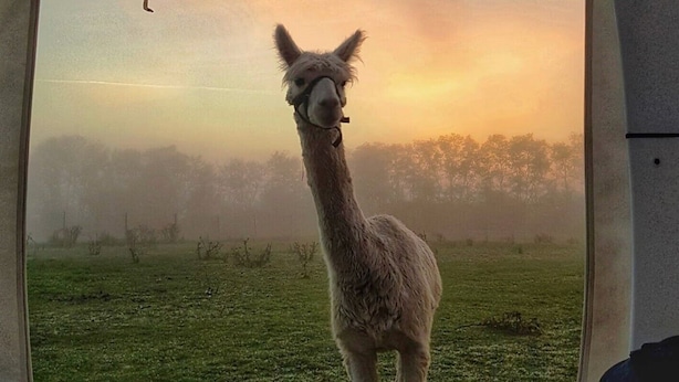 A llama standing in a misty field with a view of trees in the background. - Alpaka Dream Unique Stay - Cube (Hohenbucko)