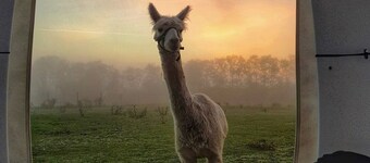 Alpaka Dream Unique Stay - Cube