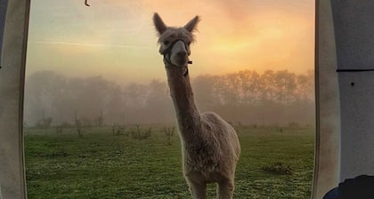 Alpaka Dream Unique Stay - Cube