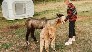 A person interacting with a llama and a white tent in a grassy field. - Alpaka Dream Unique Stay - Cube (Hohenbucko)
