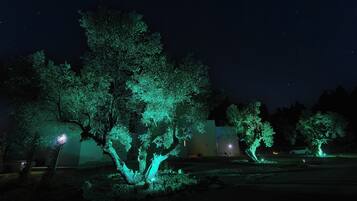 A nighttime scene with illuminated trees and a clear sky.