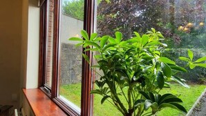 A window with a potted plant on the sill. - Mulberry House - Modern Family Retreat (Sligo)