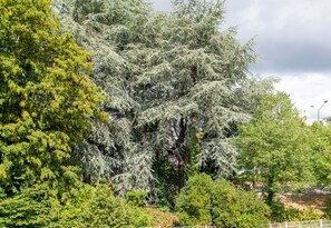 Ein großer Baum mit dichtem Blätterwerk, eine Zäunung und im Hintergrund eine Straßenlaterne.