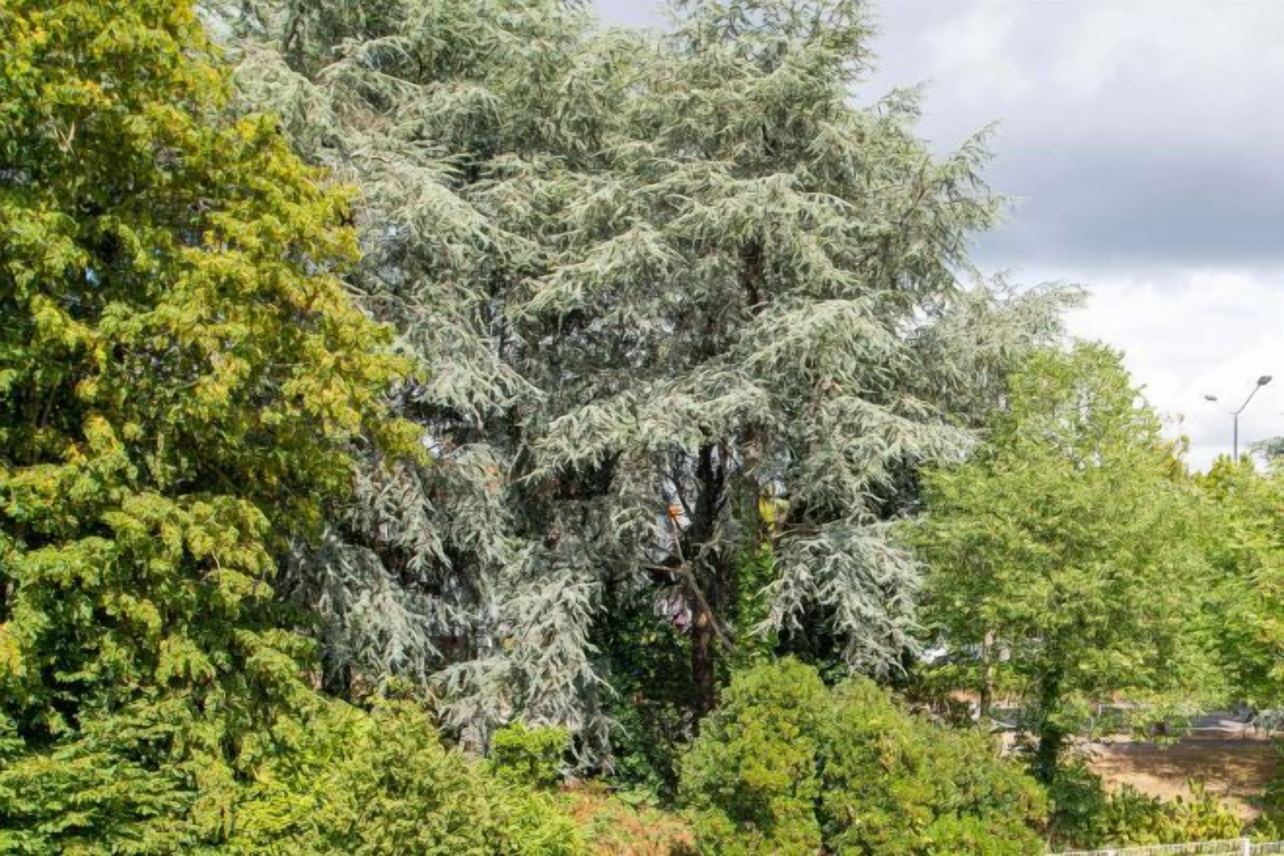 A large tree with dense foliage in a landscaped area.