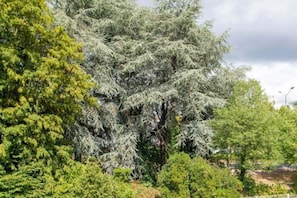 Un grand arbre aux feuillages denses, situé dans un espace aménagé.
