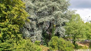 A large tree with dense foliage, a fence, and a street lamp in the background. - B&B Hôtel Nantes Parc Expos La Beaujoire (Nantes)