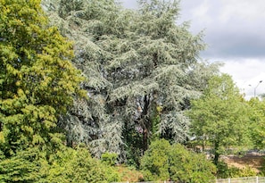 A large tree with dense foliage, a fence, and a street lamp in the background. - B&B Hôtel Nantes Parc Expos La Beaujoire (Nantes)