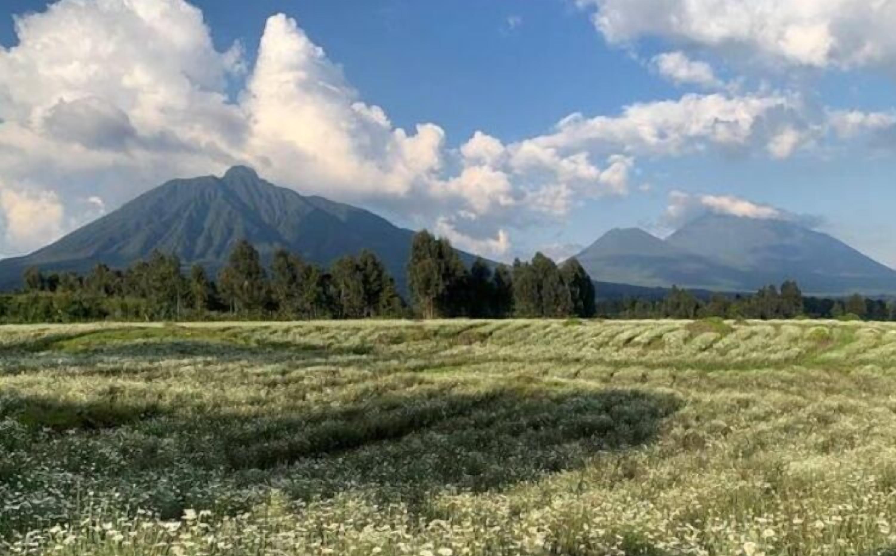 Un campo con una montaña al fondo.