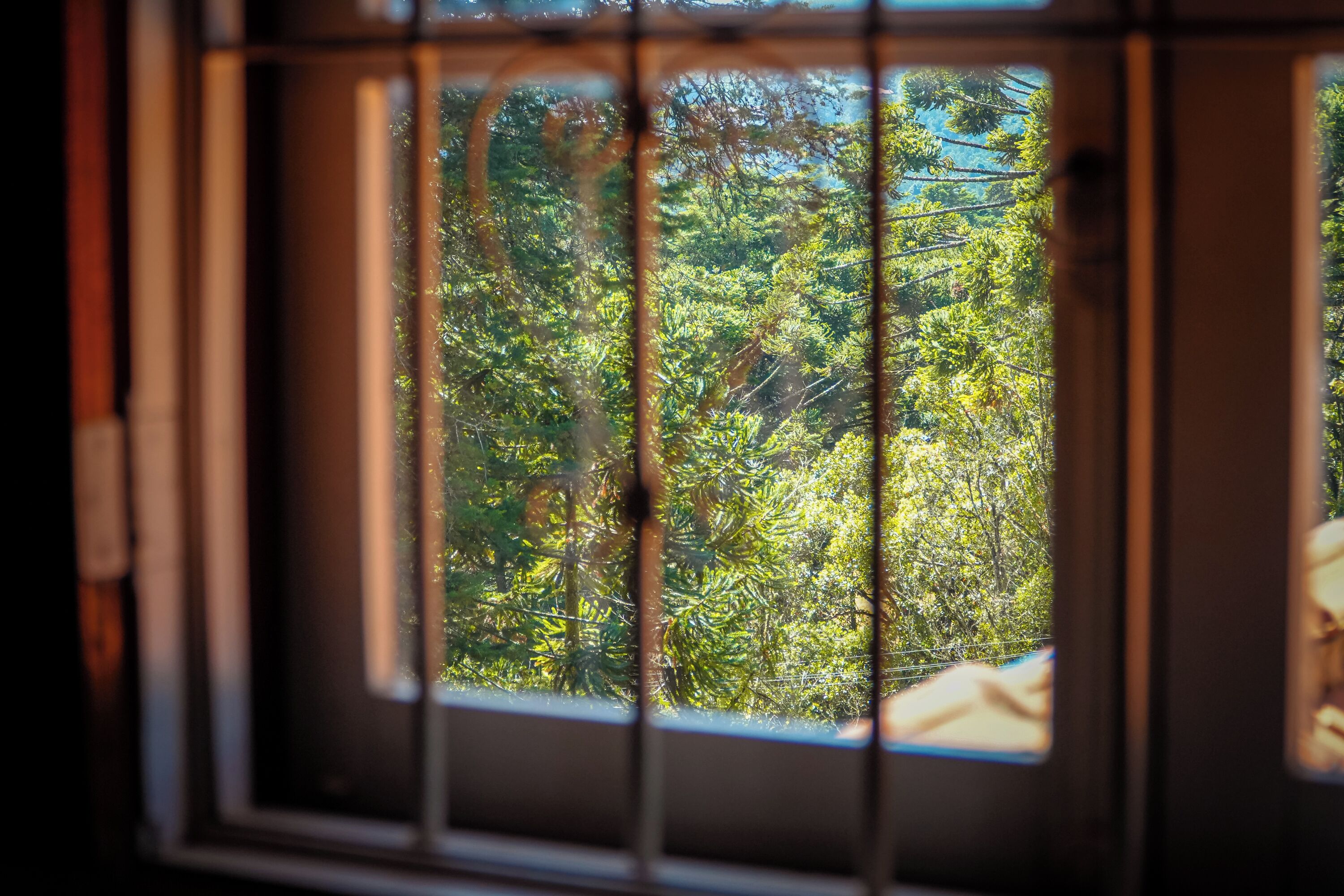 Una ventana con barrotes, tras la cual se distingue un follaje verde y tupido.