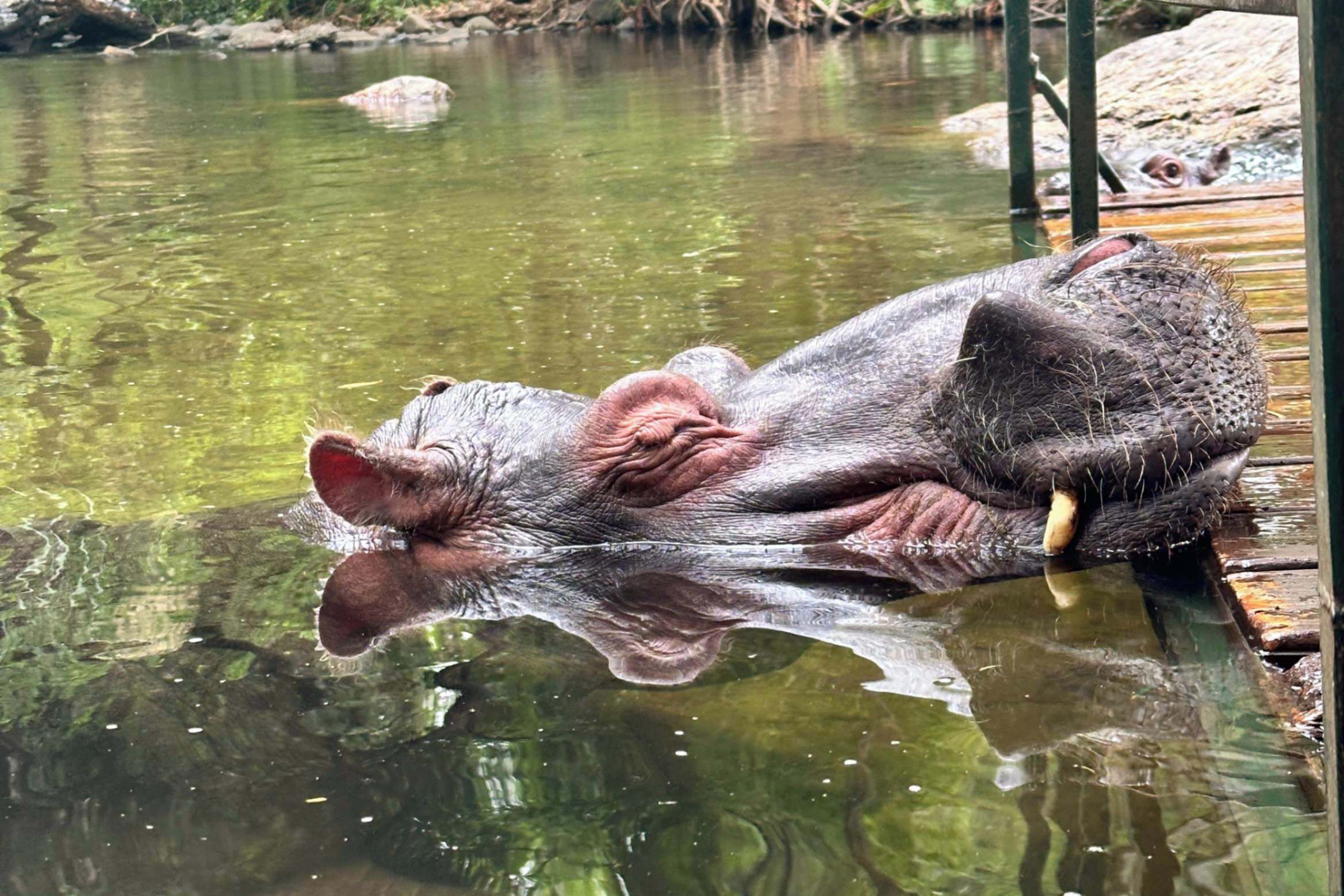 A hippopotamus lying in a shallow water body, surrounded by rocks and wooden structures.