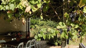 A vineyard with a table and chairs, surrounded by grapevines. - Former French railway station with private swimming pool and WIFI (Blond)