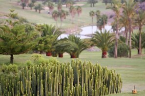 Un jardin de cactus avec une variété de plantes et un petit étang en arrière-plan.