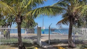 A gated entrance with palm trees, a clear sky, and a view of the sea.
