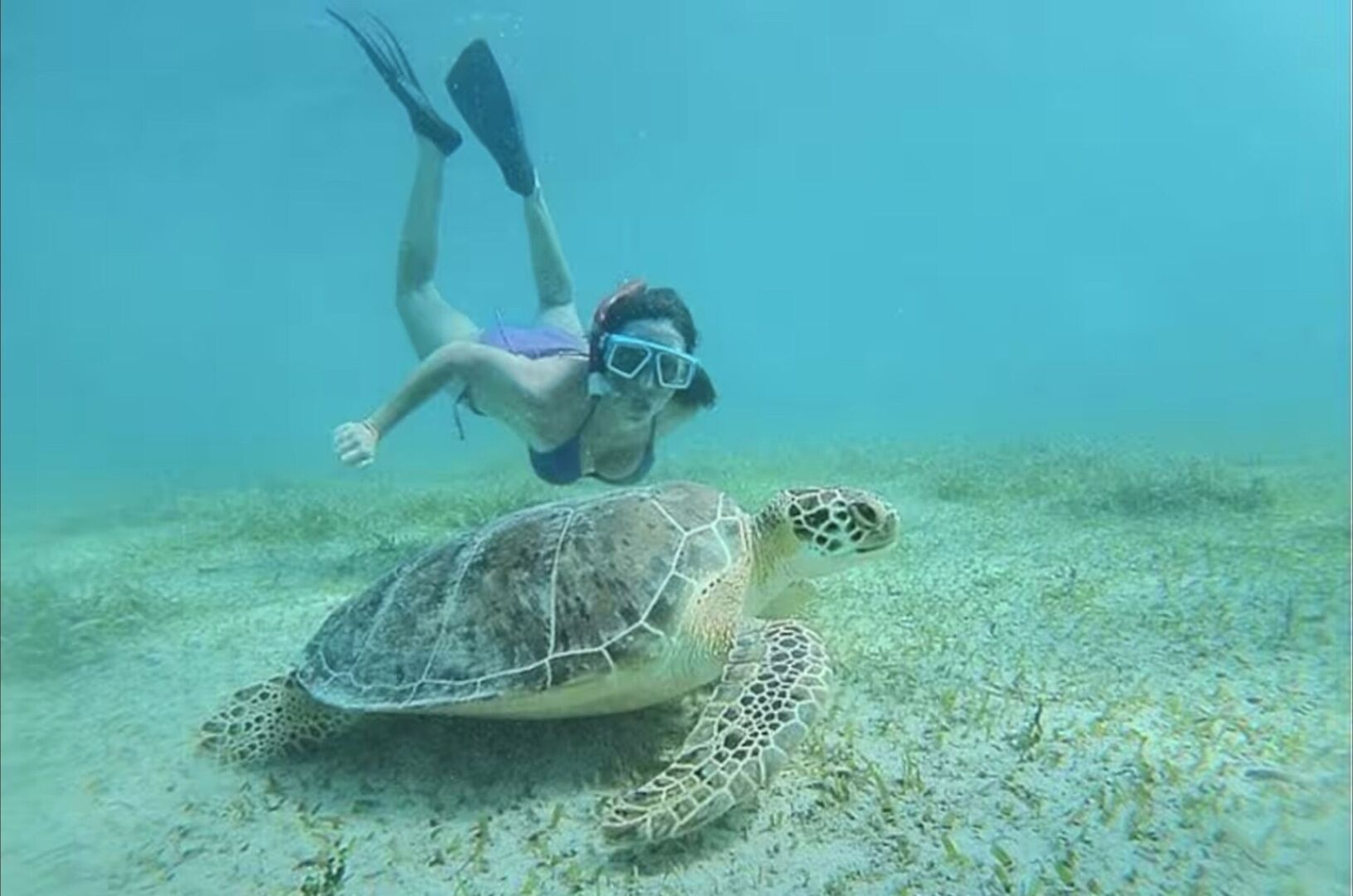 Un plongeur nageant près d’une tortue de mer au fond de l’océan.