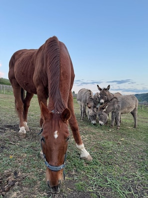 Verschiedenes