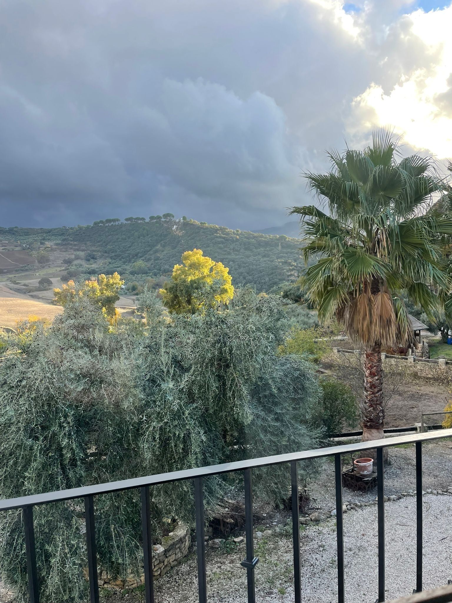 A balcony with a view of a hilly landscape, including trees and a palm tree.
