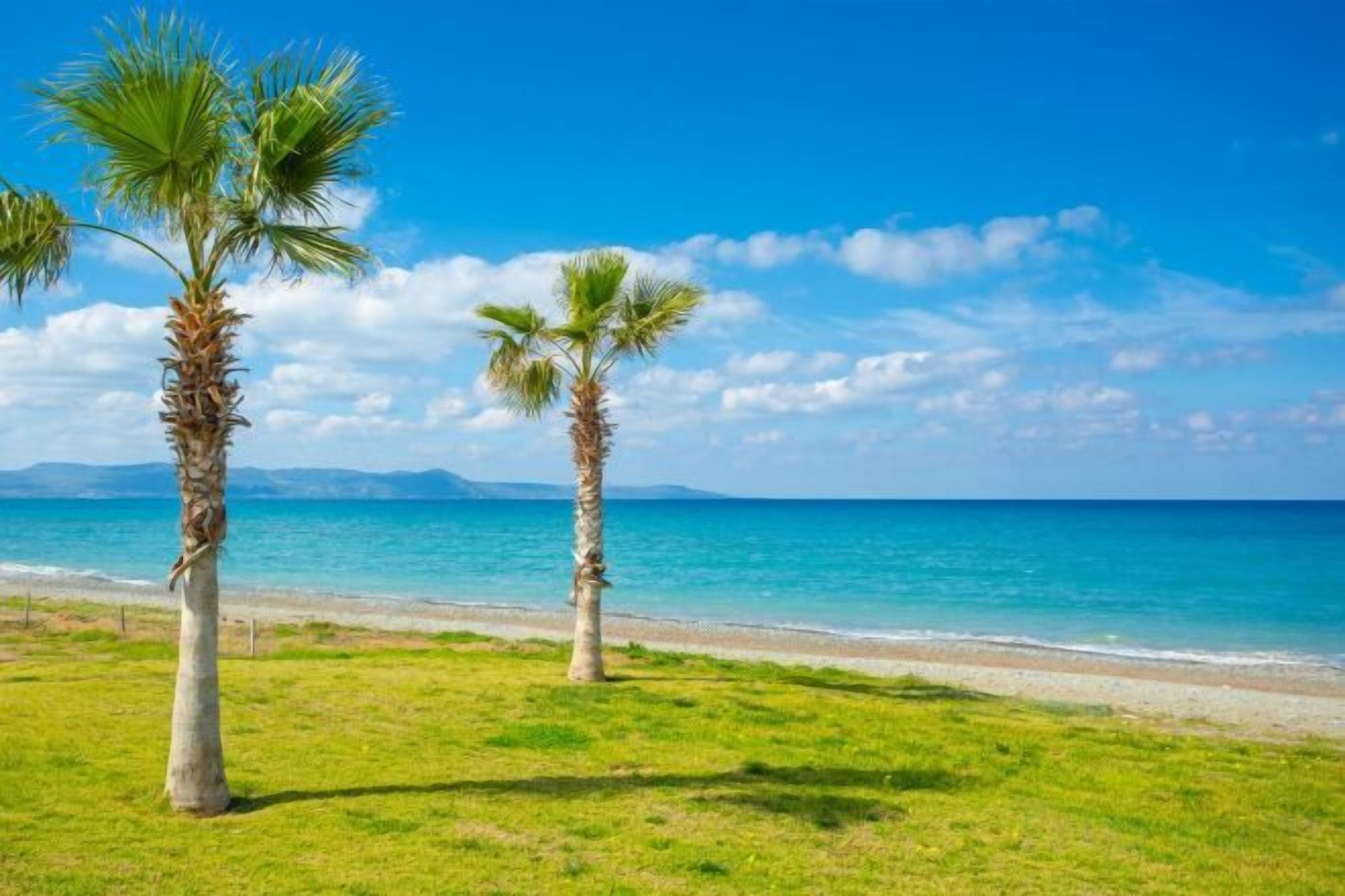 Una playa con palmeras y un cielo azul despejado.